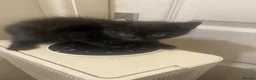 Mixed Breed cats for sale: 3  little black balls of fur - Advert 2