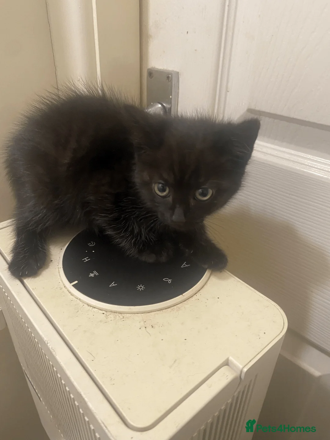 Mixed Breed cats for sale: 3  little black balls of fur - Advert 2