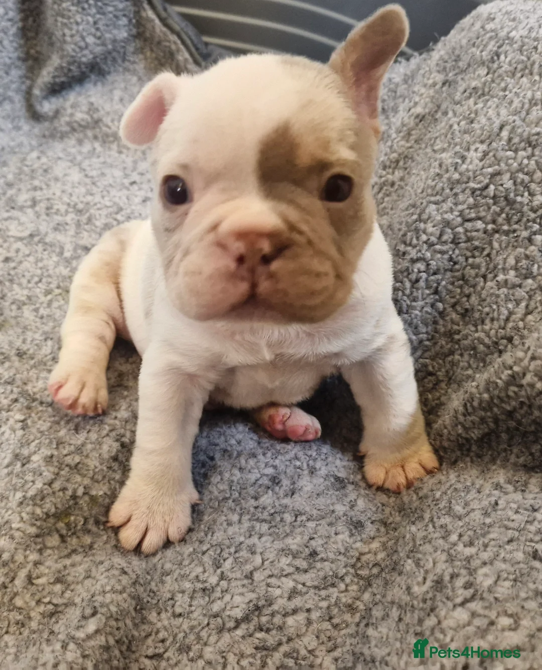 French Bulldog dogs for sale: Stunning dwkc merle french bulldogs  - Advert 9