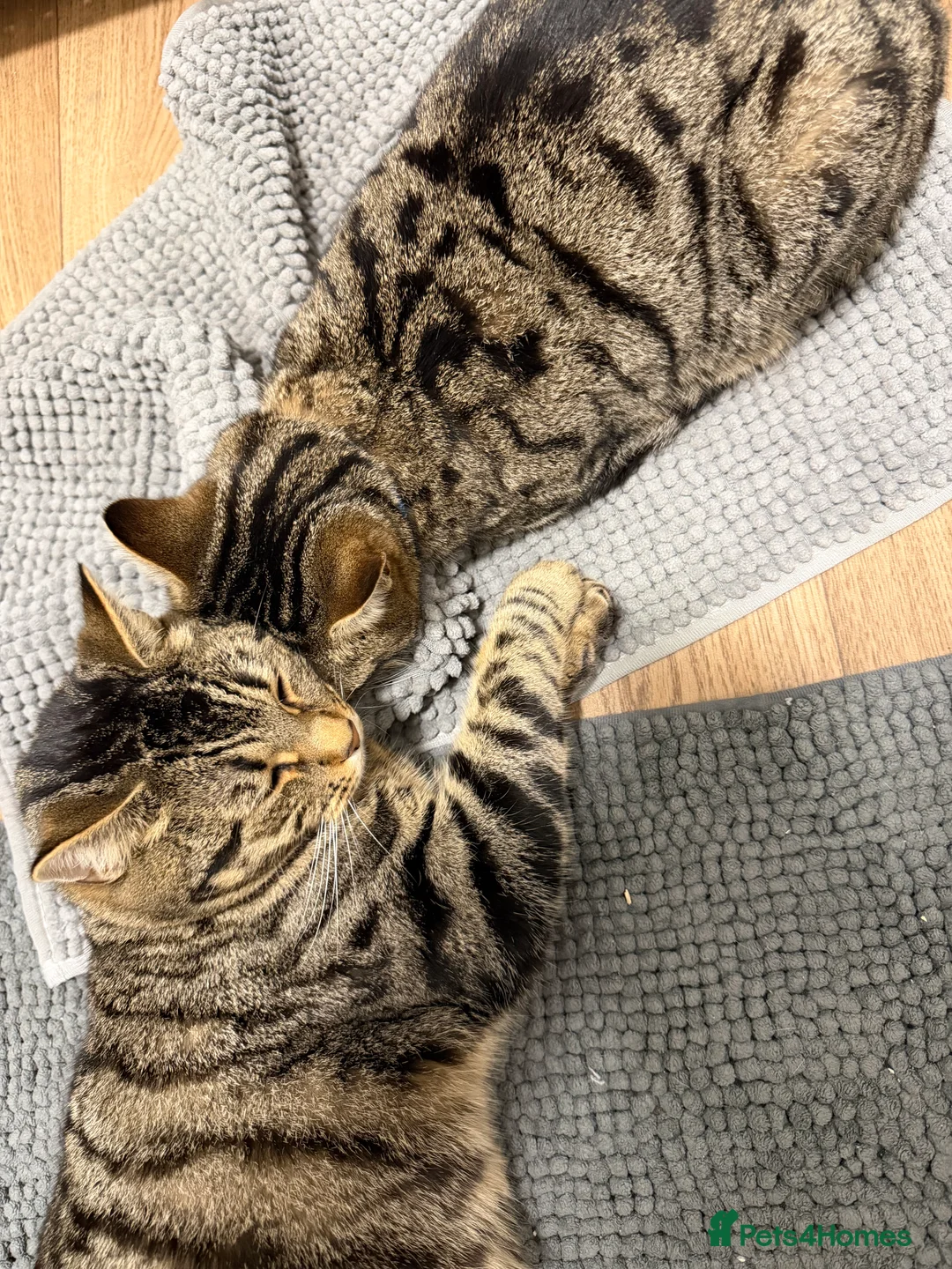 Mixed Breed cats for sale: Twin boys Ralph and Felix - Advert 4
