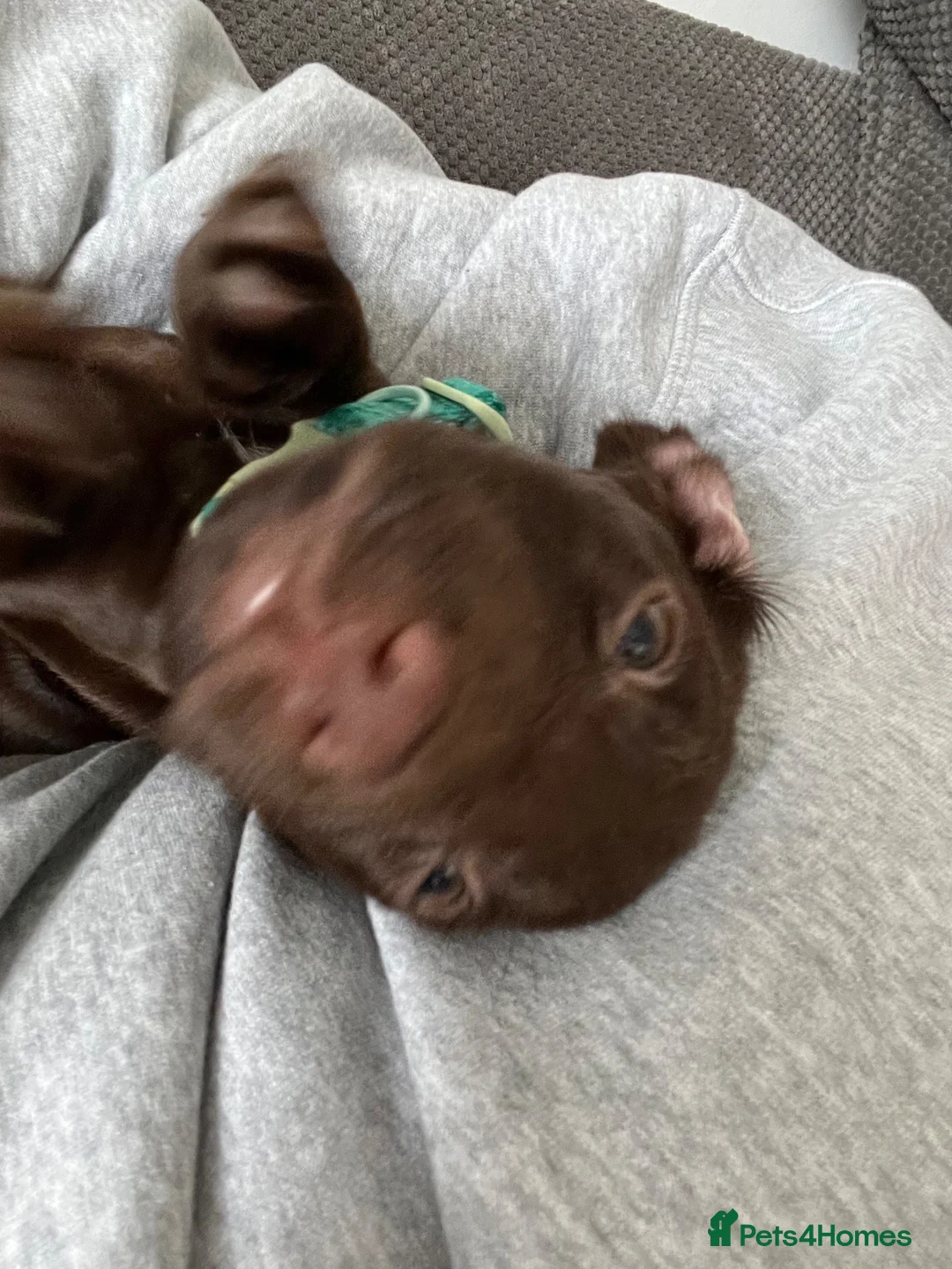 Cocker Spaniel dogs for sale: Cocker spaniel puppy in Tonbridge - Advert 6
