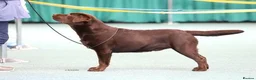 Labrador Retriever dogs for stud: Chocolate Labrador Stud dog in Spalding - Advert 3