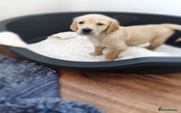 Golden Retriever dogs for sale: Gentle and loving Golden Retriever puppiess  - Image 7
