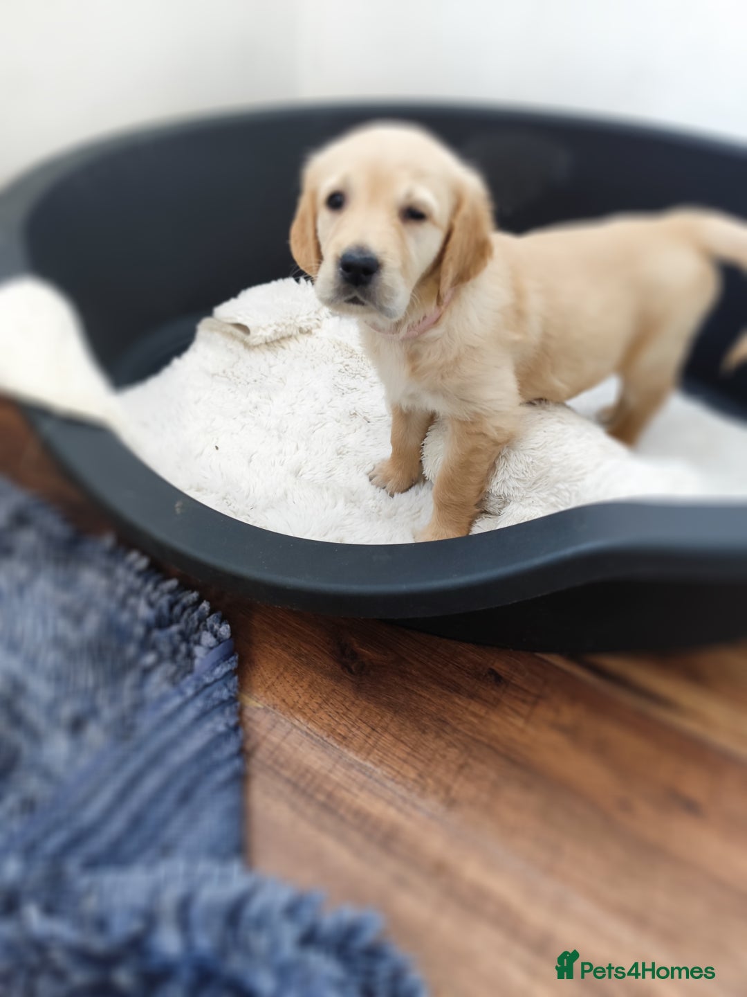 Golden Retriever dogs for sale: Gentle and loving Golden Retriever puppiess  - Image 7