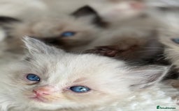 Ragdoll cats for sale: 💙🩷GCCF RAGDOLL KITTENS 3, 5 & 20WKS  AWARD WIN🥇 - Image 38