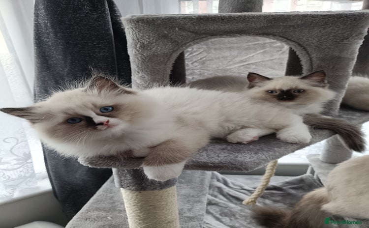 Ragdoll cats - Advert 1