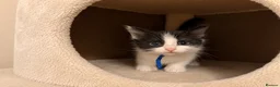 Ragcoon cats for sale: Ragcoon kittens 🐾  - Advert 11