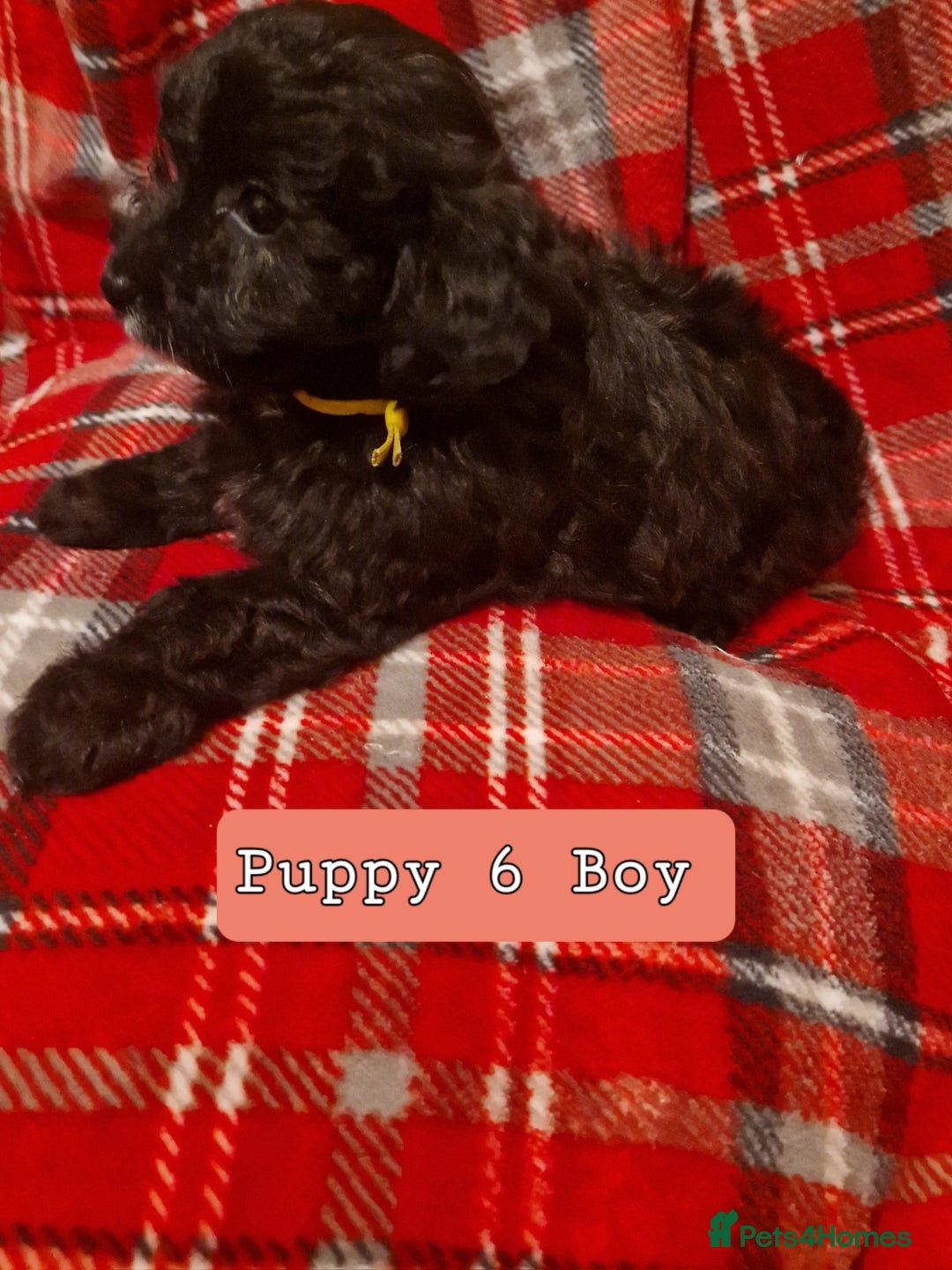 Shihpoo dogs for sale: 6 Georgeous Shipoo Teddy pups - Image 8