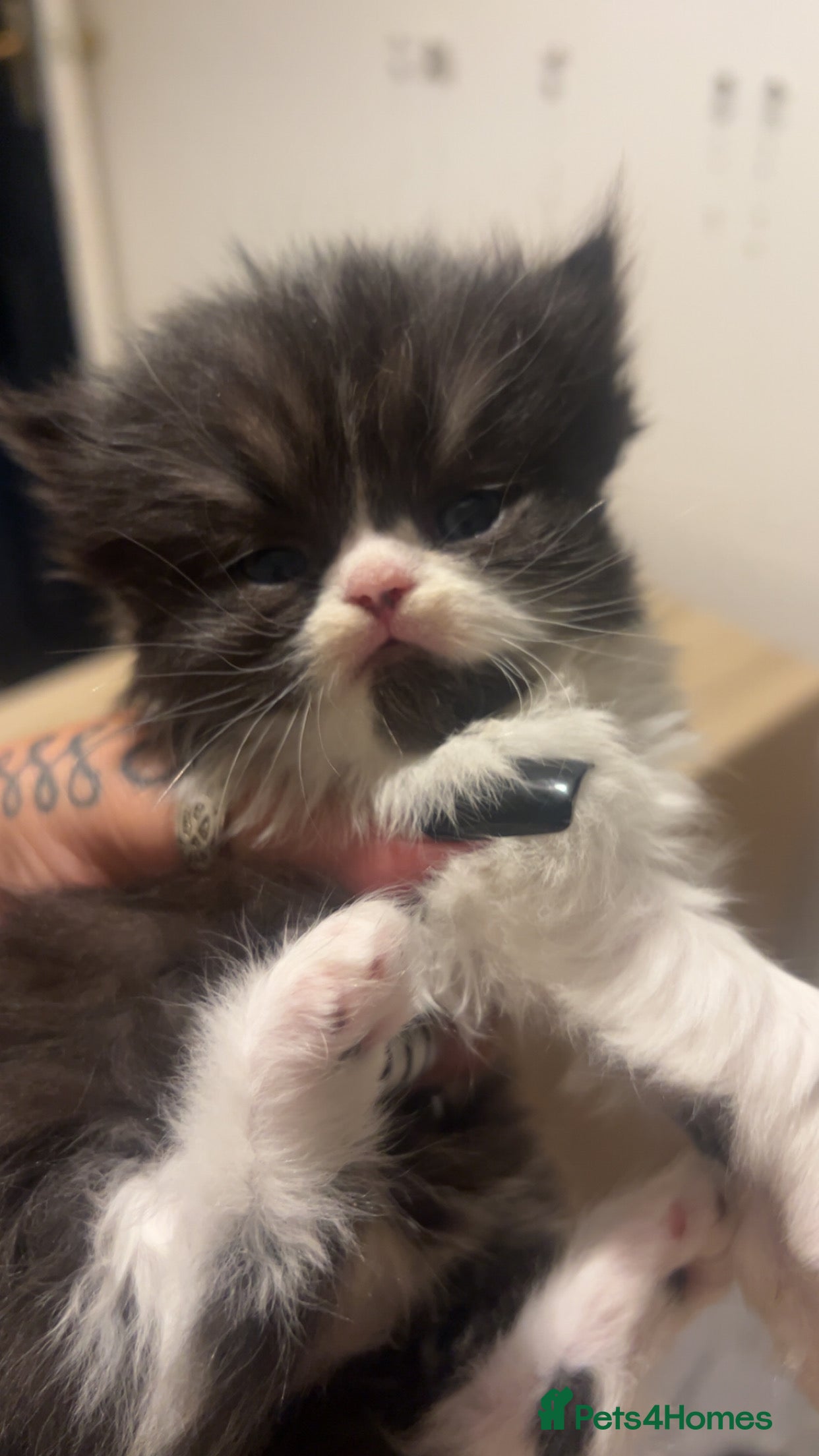 Persian cats Beautiful Persian baby’s  - Advert 5