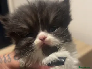 Persian cats Beautiful Persian baby’s - Advert 5