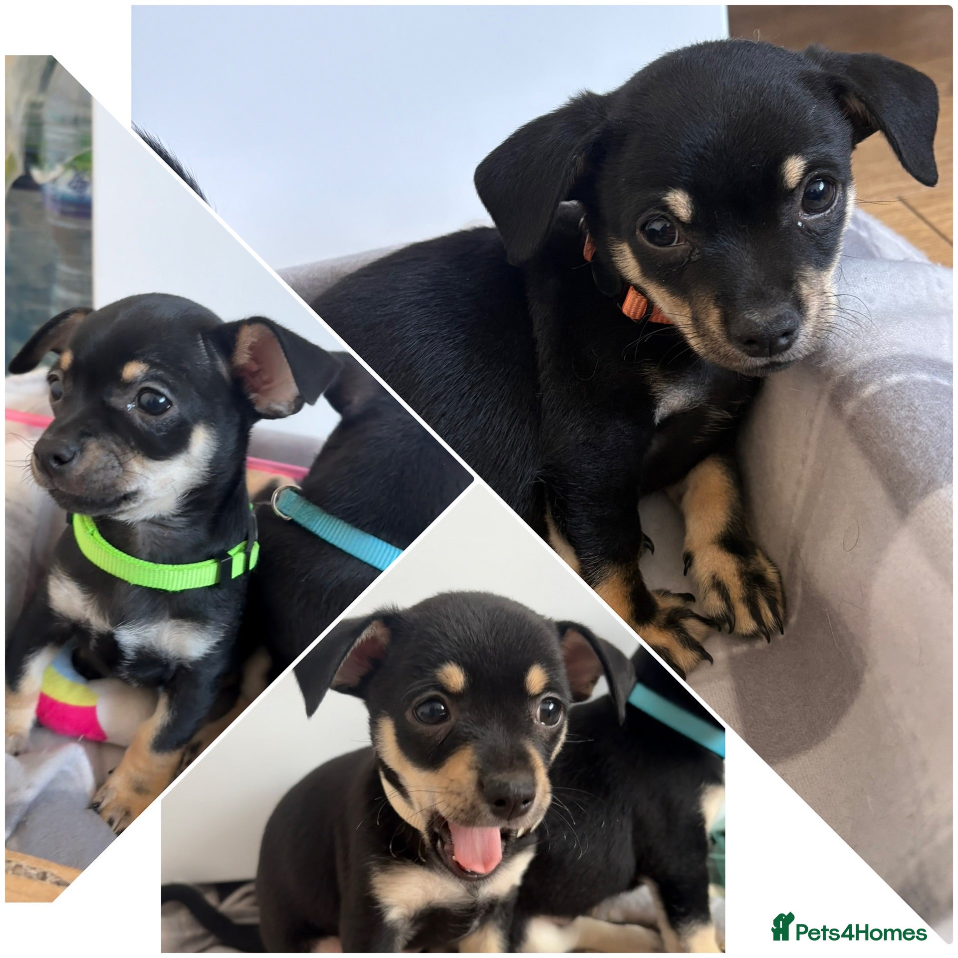 Mixed Breed dogs 3 left -Chihuahua × Miniature Pinscher Puppies🐾  - Advert 21