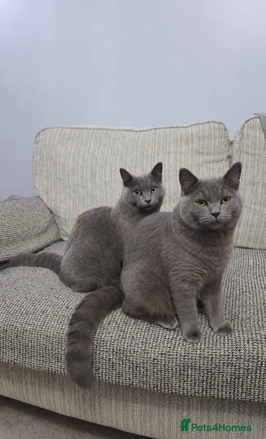 British Shorthair cats for sale: Beautiful British Shorthair Kitten - Advert 3