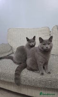 British Shorthair cats Beautiful British Shorthair Kitten - Advert 1