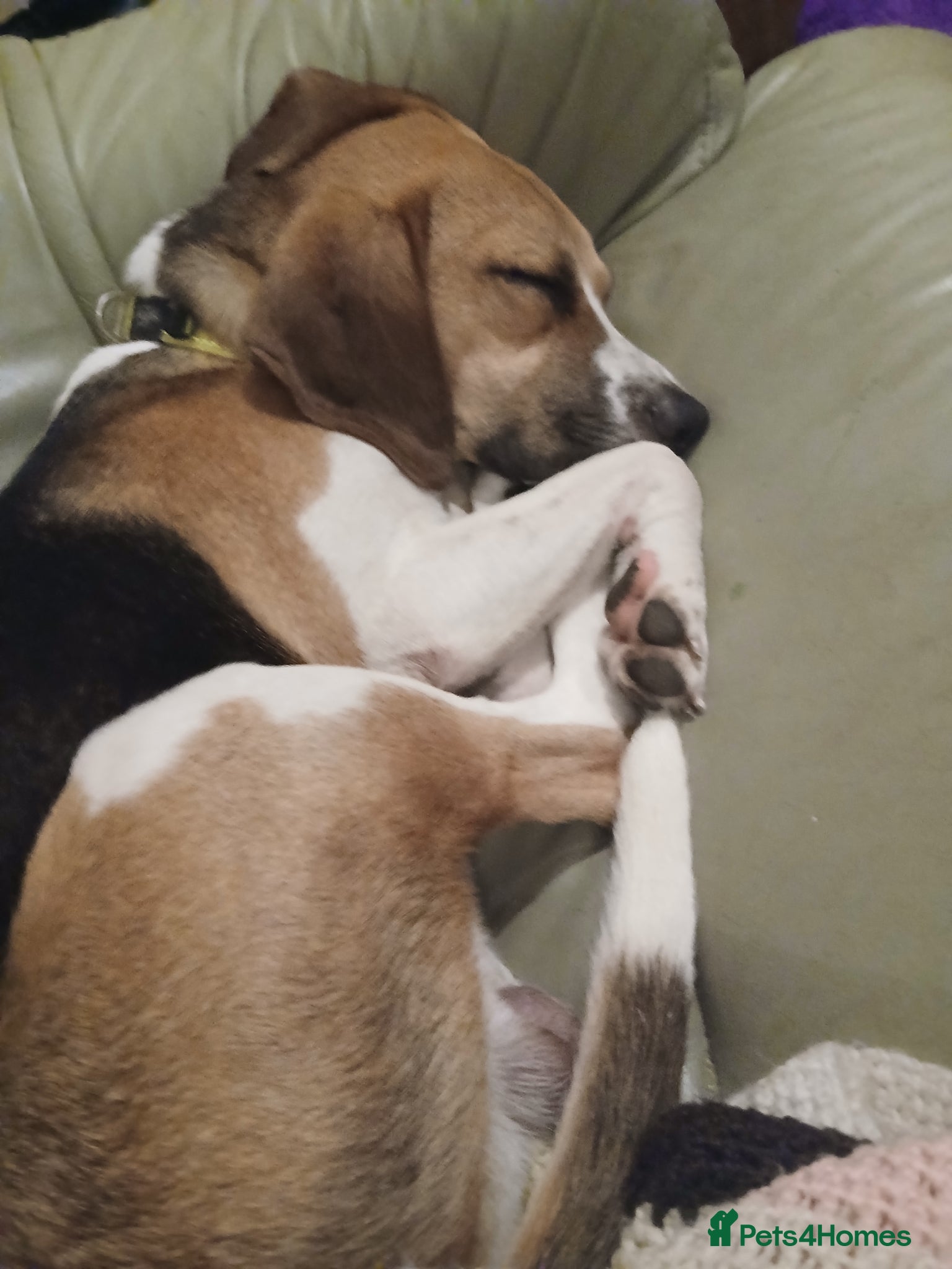 Mixed Breed dogs Male beagle maybe cross for rehoming  - Advert 1