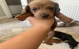 Dachshund dogs for sale: Miniature dachshunds  - Image 6