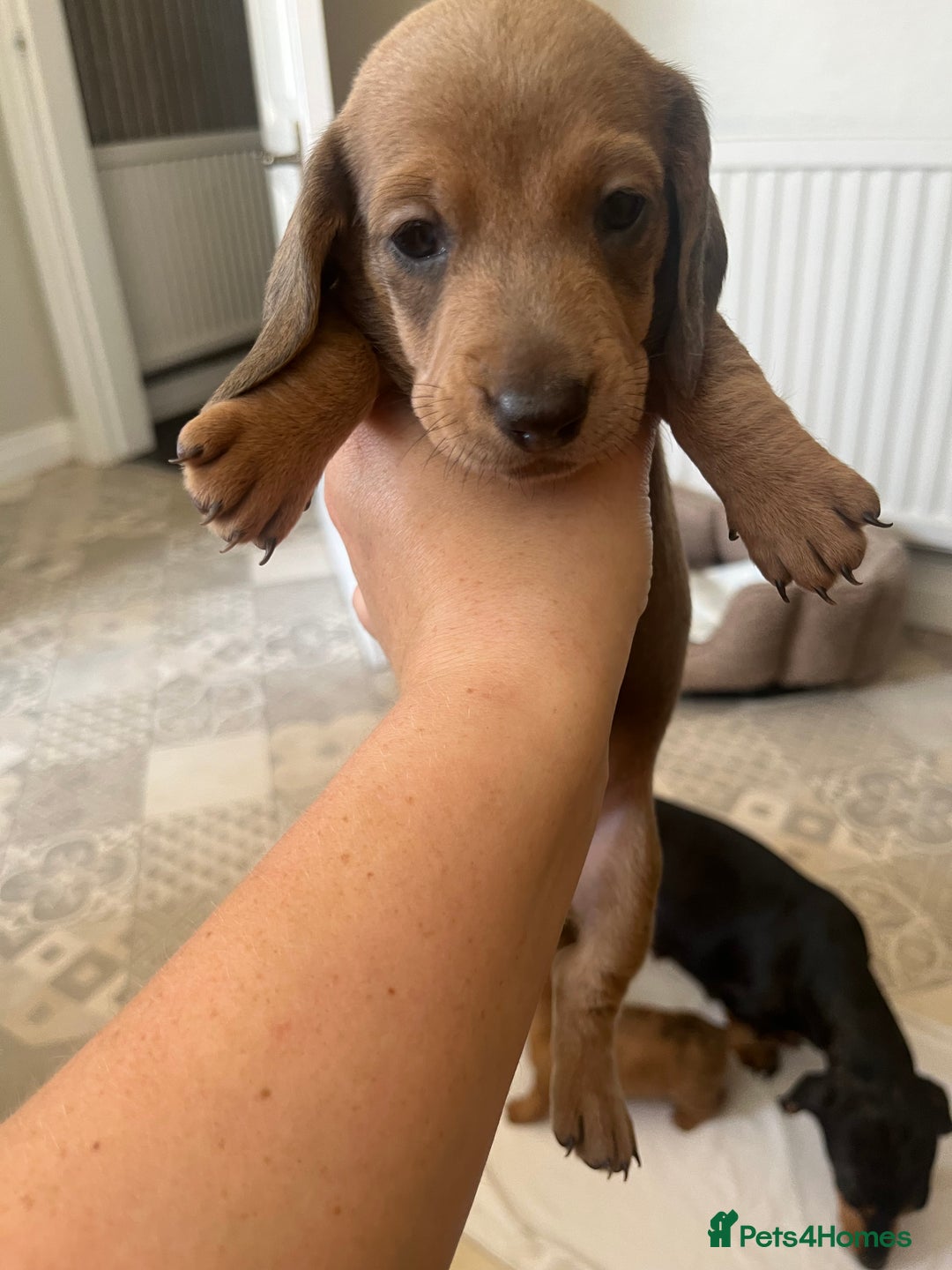 Dachshund dogs for sale: Miniature dachshunds  - Image 6