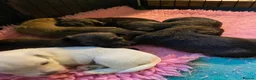 Jack Russell dogs for sale: Gorgeous Rough Coated Jack Russell Puppies in Boston - Advert 4