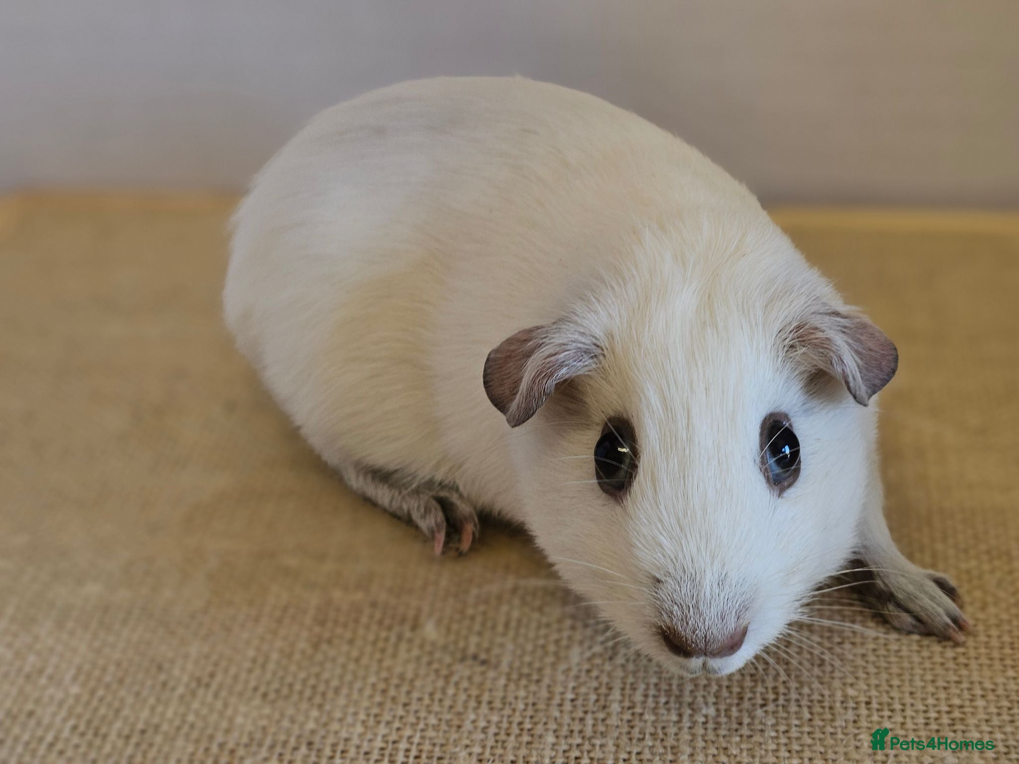 Guinea Pig rodents Single 6-8 wk baby boys for bonding with solo boy - Advert 1