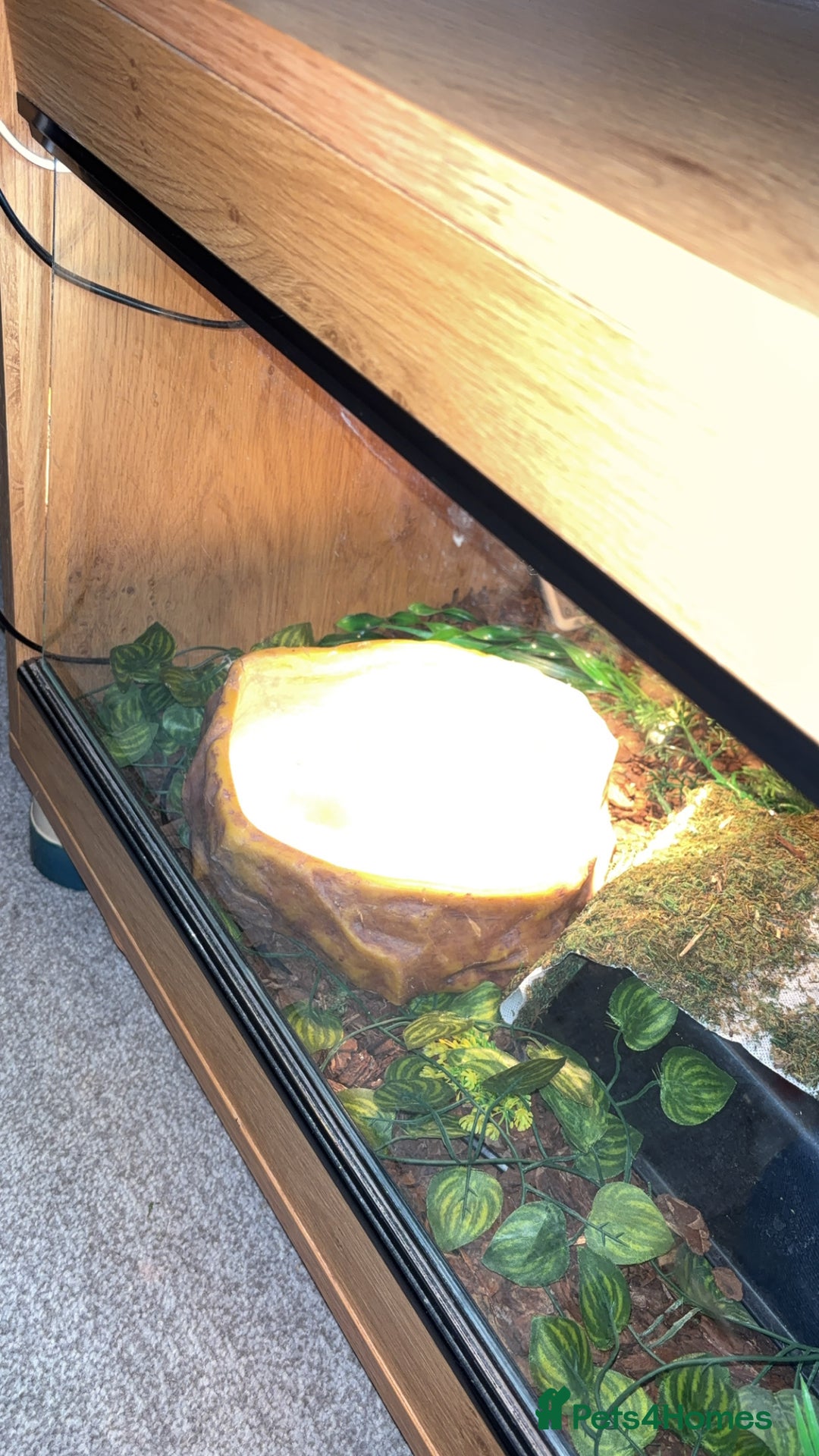 Python Snake reptiles for sale: Ball python - pastel lesser het clown  - Image 5
