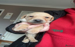 Labrador Retriever dogs for sale: Kc Labrador Puppies - Advert 3