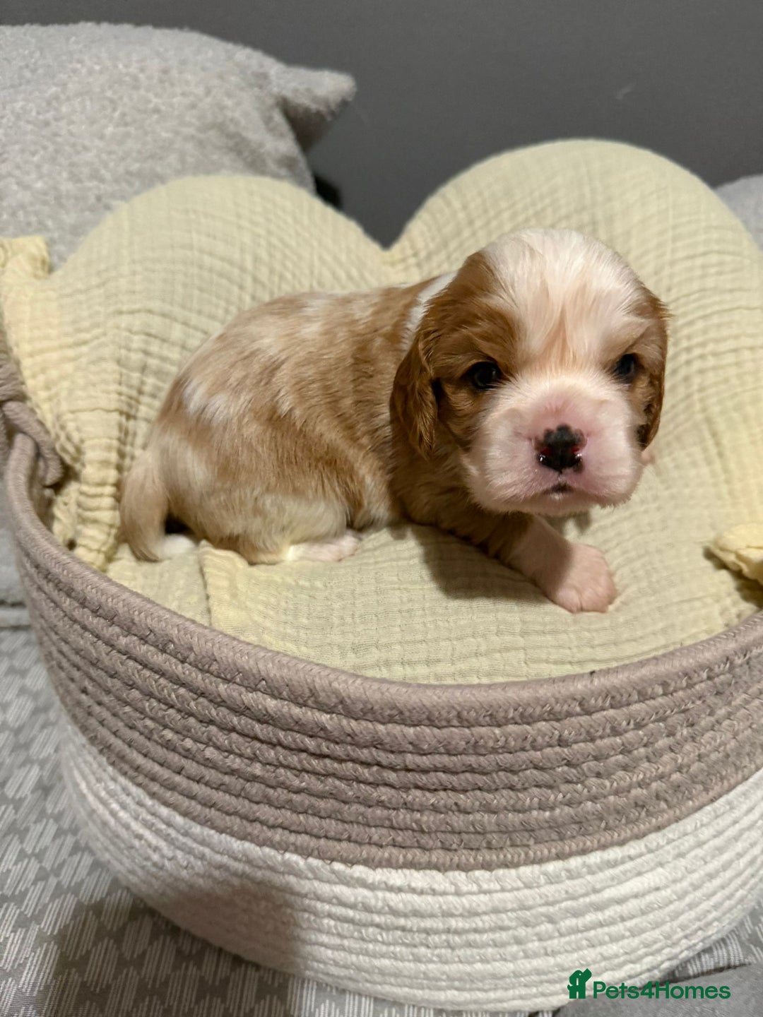 Cavalier King Charles Spaniel dogs for sale: Beautiful KC Registered Boy ✨ Health Tested ✨ - Advert 23