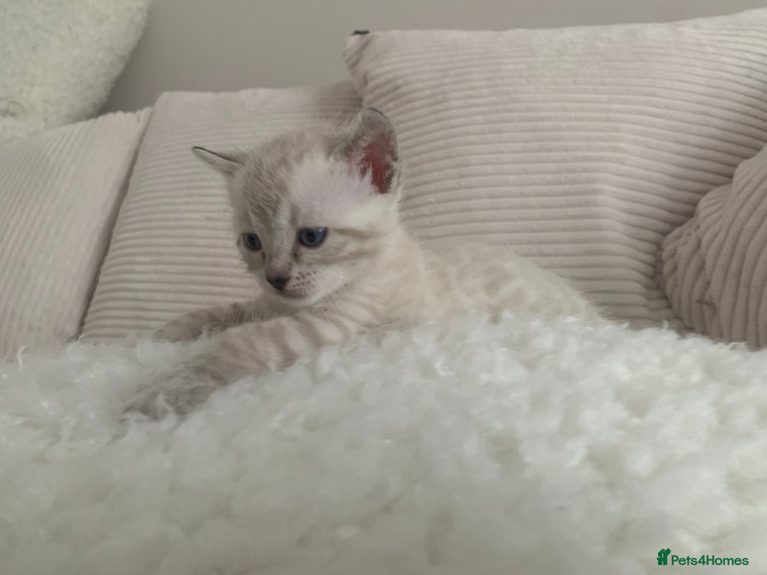 Bengal cats for sale: 🔥🏆Striking Rossetted Tica Pedigree Leapords🏆🔥 - Advert 5