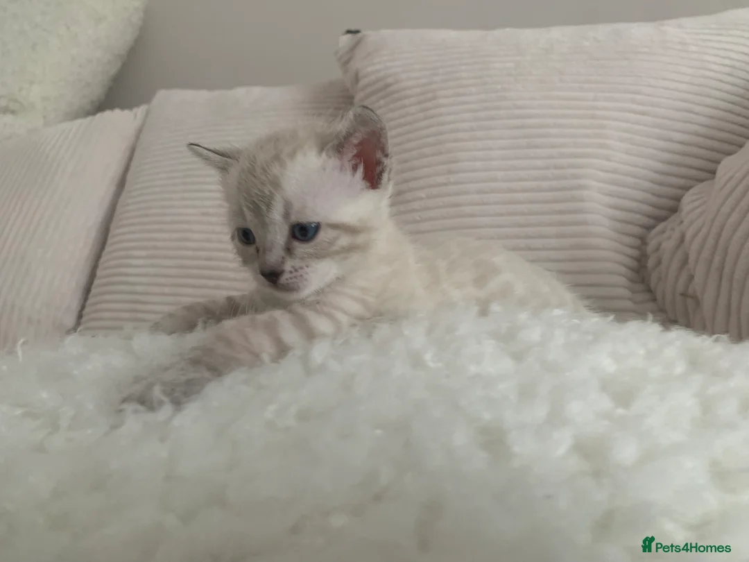 Bengal cats for sale: 🔥🏆Bengal Rossetted Tica Pedigree Leapords🏆🔥 - Advert 4