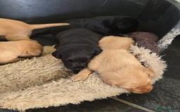 Labrador Retriever dogs for sale: Stunning litter of Fox Red and Black Labradors - Image 29