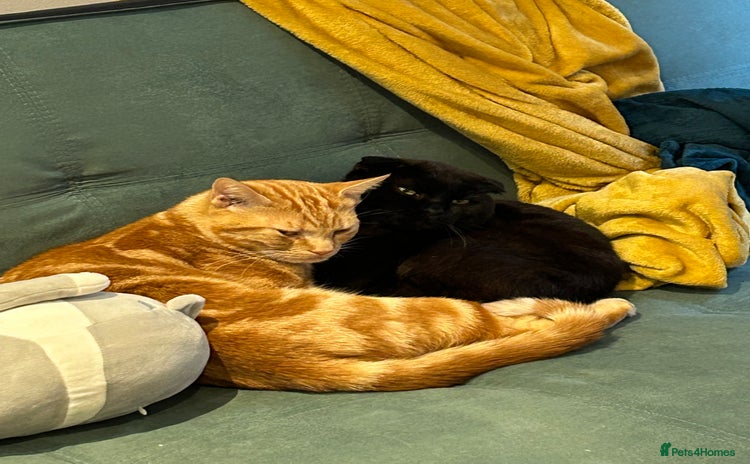Domestic Shorthair cats - Advert 1
