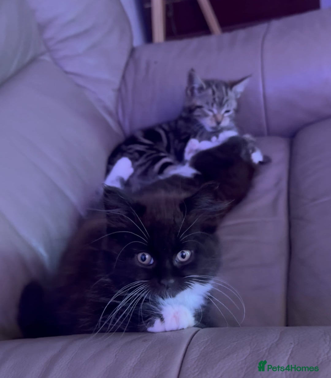 European cats for sale: 3 kittens for sale  - Image 11