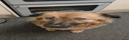 Mixed Breed dogs for sale: Bailey - Advert 15