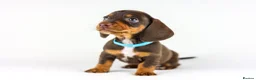 Miniature Dachshund dogs for sale: Short Haired miniature dachshund Puppy’s  - Advert 6