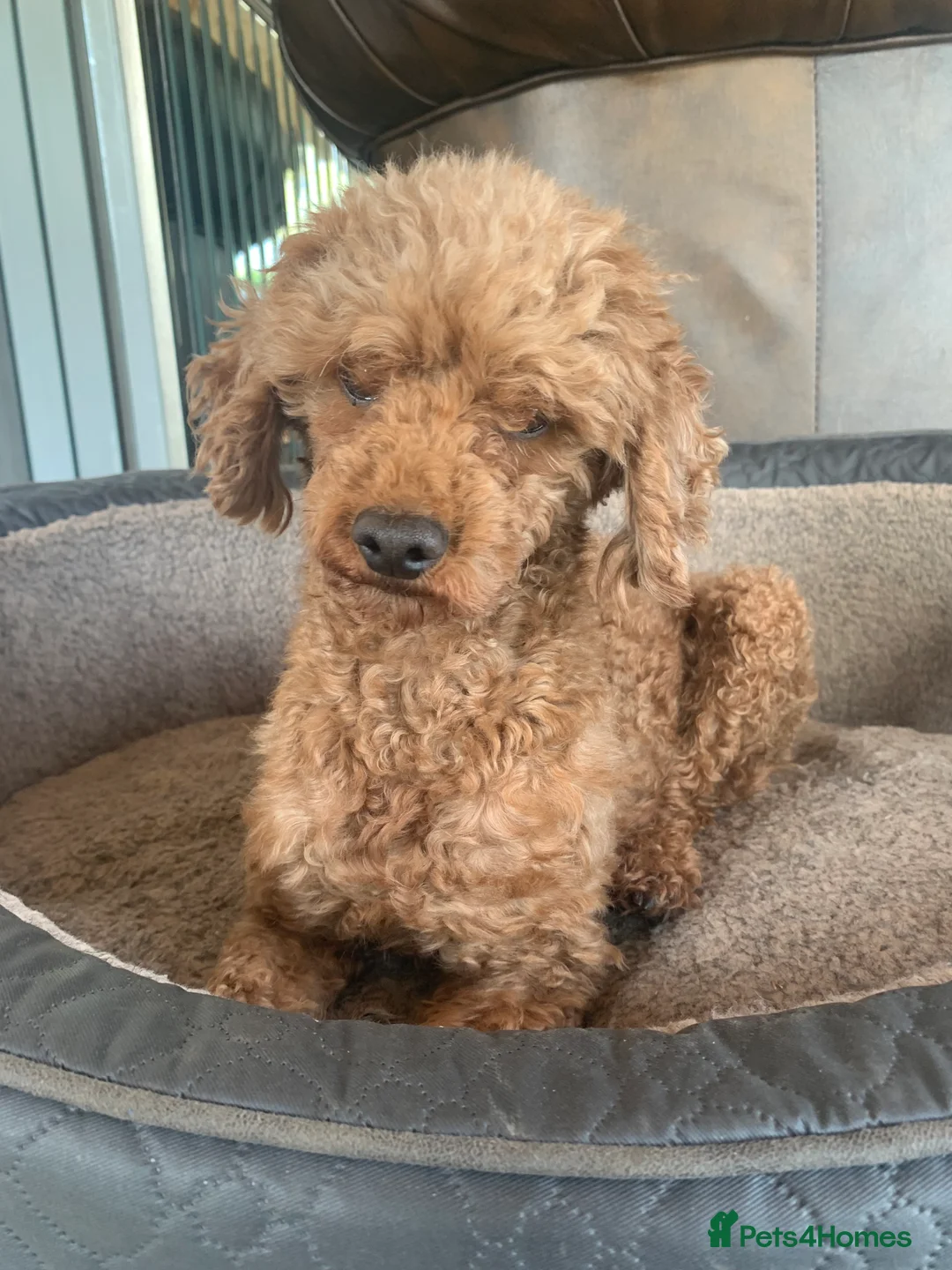 Cockapoo dogs for sale: Beautiful babies available  - Advert 35