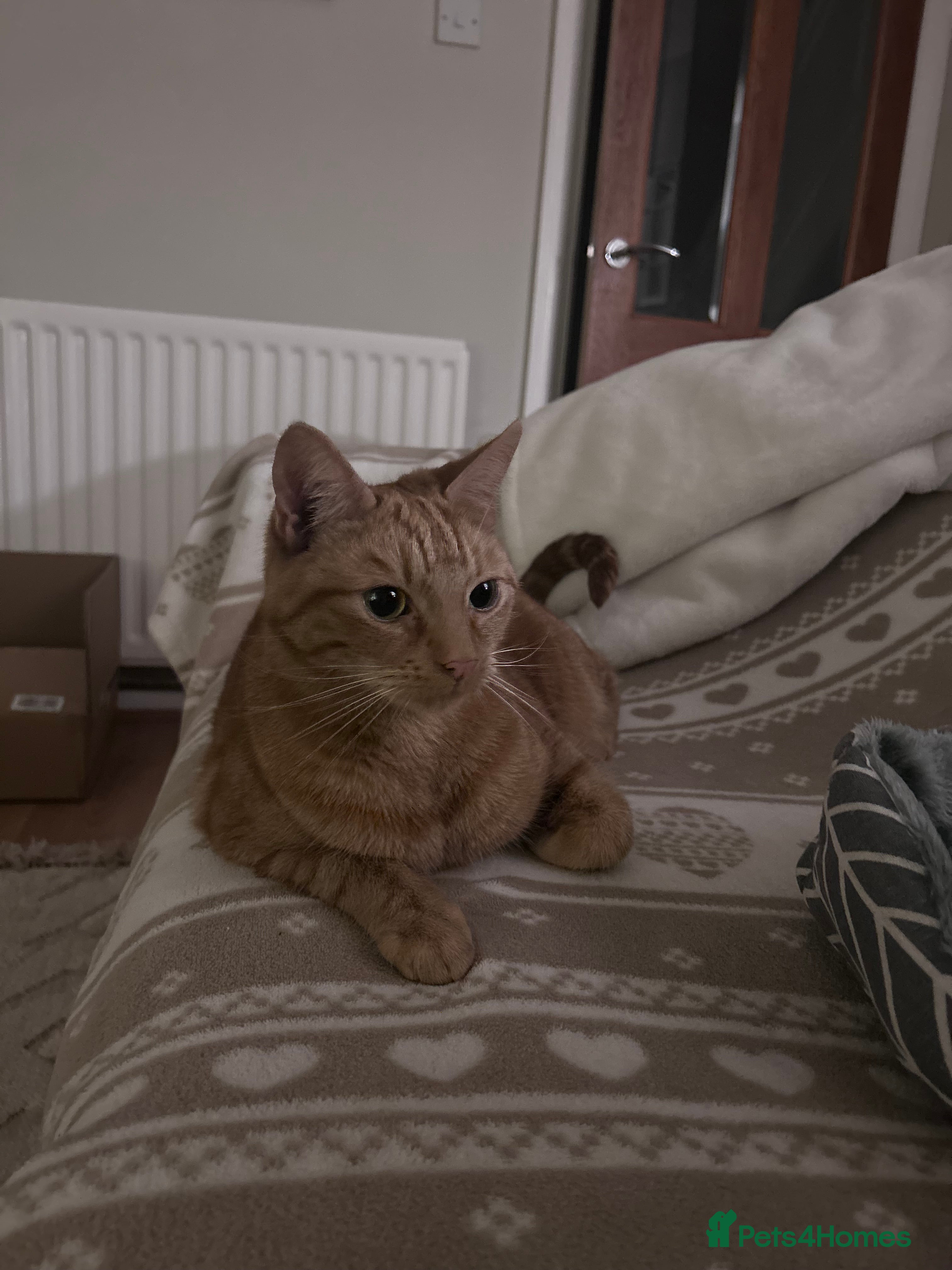 Domestic Shorthair cats Domestic Shorthaired Cat - Rio - Advert 5