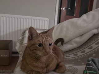 Domestic Shorthair cats Domestic Shorthaired Cat - Rio - Advert 5