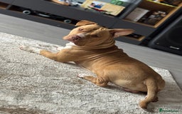 American Bull Staffy dogs for stud: American bully pocket - Image 1