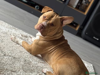 American Bull Staffy dogs - Advert 1