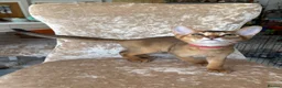 Abyssinian cats for sale: Beautiful abyssinian kittens - Advert 8
