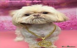 Shih Tzu dogs for sale: Ready now looking for their forever homes  - Image 4
