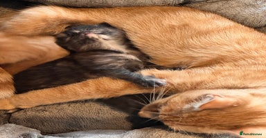 Mixed Breed cats - Advert 4
