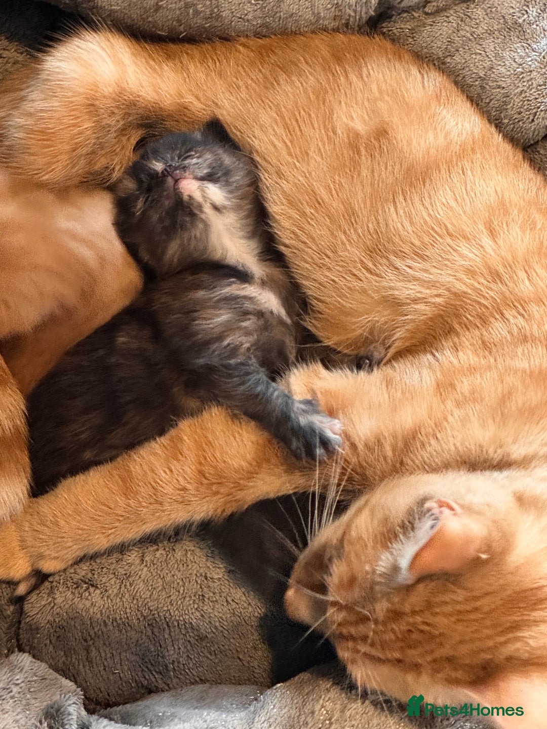 Mixed Breed cats for sale: Mixed litter of kittens  - Image 3