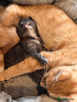 Mixed Breed cats - Advert 10