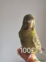 Budgerigars birds Tamed cock English Exhibition - Advert 2