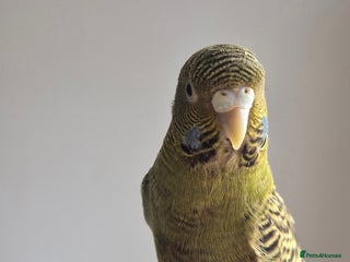 Budgerigars birds Budgies Birds by pre-order, exclusive birds - Advert 17