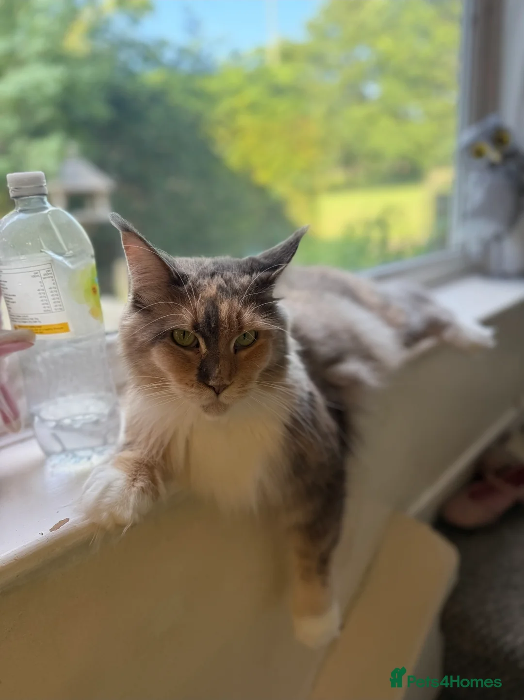 Maine Coon cats for sale: Stunning Maine Coon - Advert 1