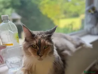 Maine Coon cats Stunning Maine Coon - Advert 10