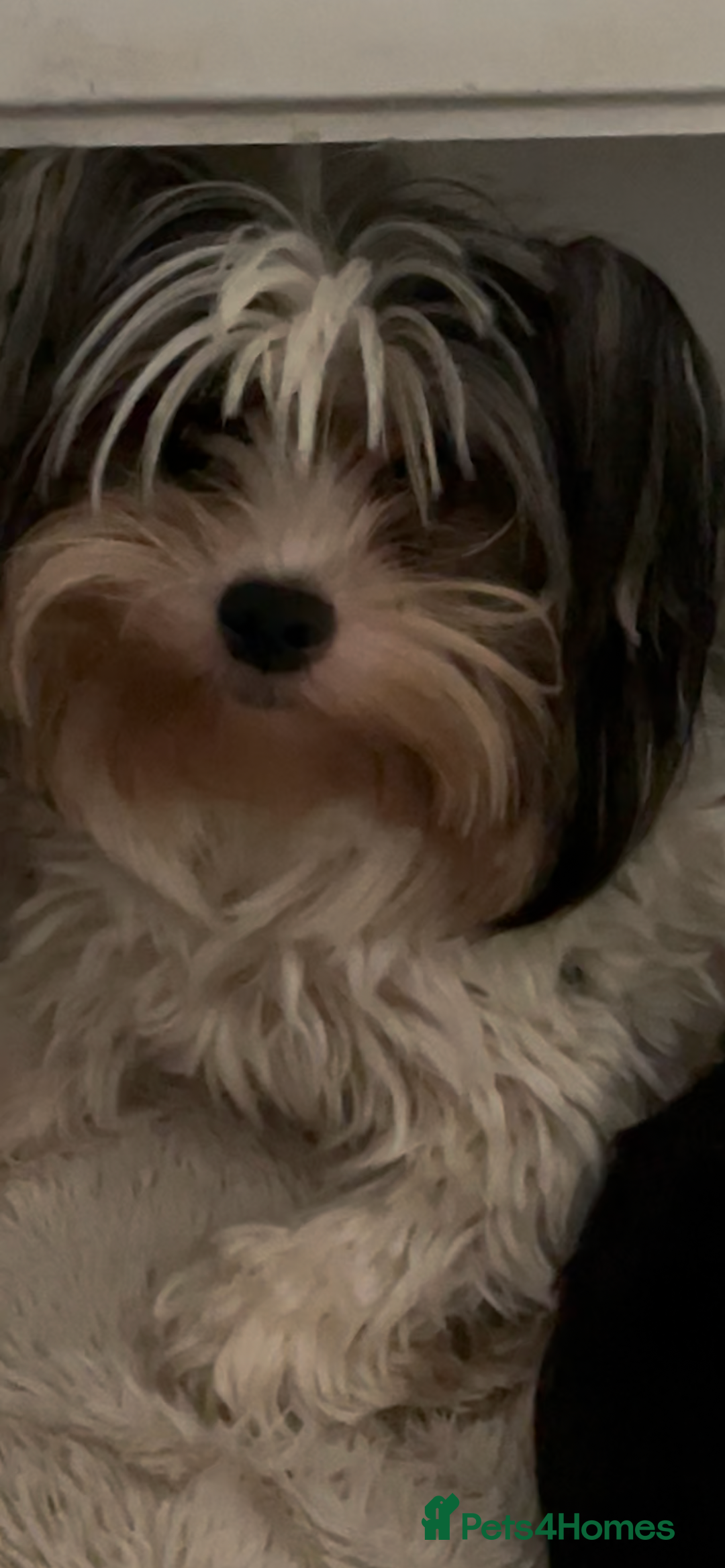 Biewer Terrier dogs for sale: FEMALE BIEWER TERRIER, ready to go  - Advert 2