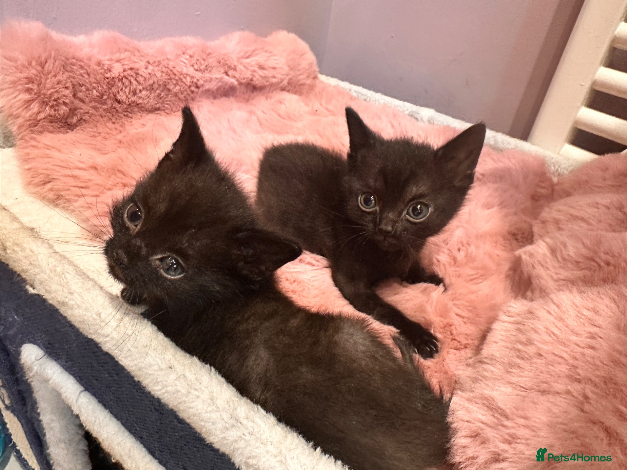 Domestic Shorthair cats Black kittens  - Advert 8