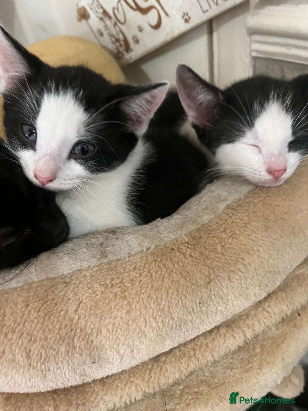 Mixed Breed cats for sale: Scottish fold cross for sale  - Image 12