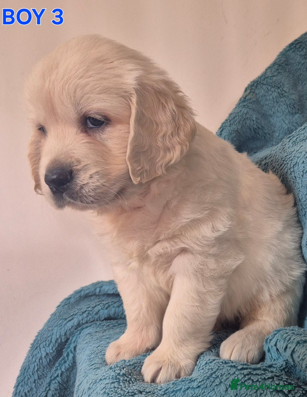 Golden Retriever dogs for sale: Show type Golden Retrievers health tested parents - Image 10